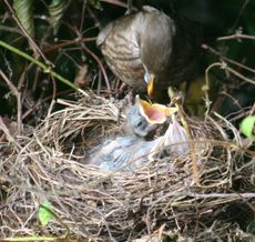 Amsel-3-Tag-7.jpg